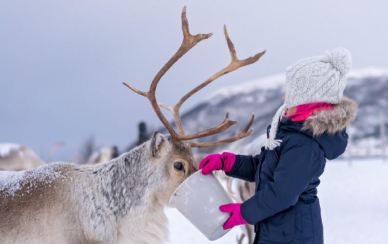 Lapland Offers 3