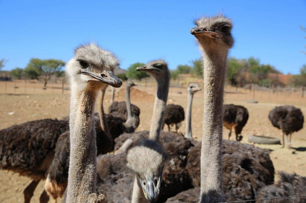 Wild South Africa in 2027