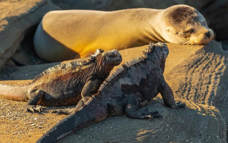 The Amazon & Island Hopping in the Galapagos
